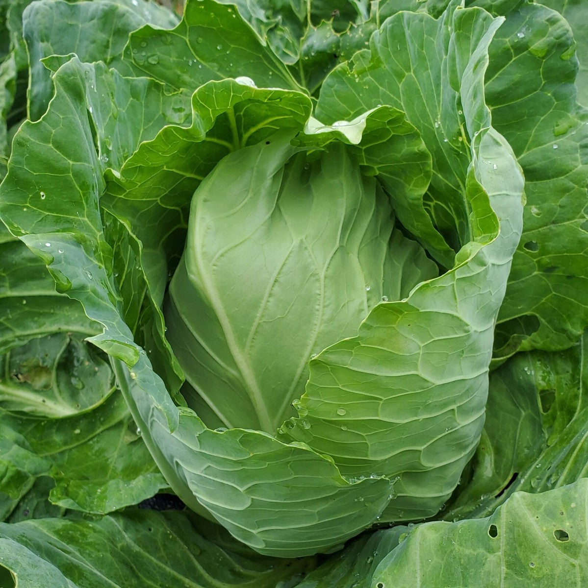 high germination cabbage seeds for home garden
