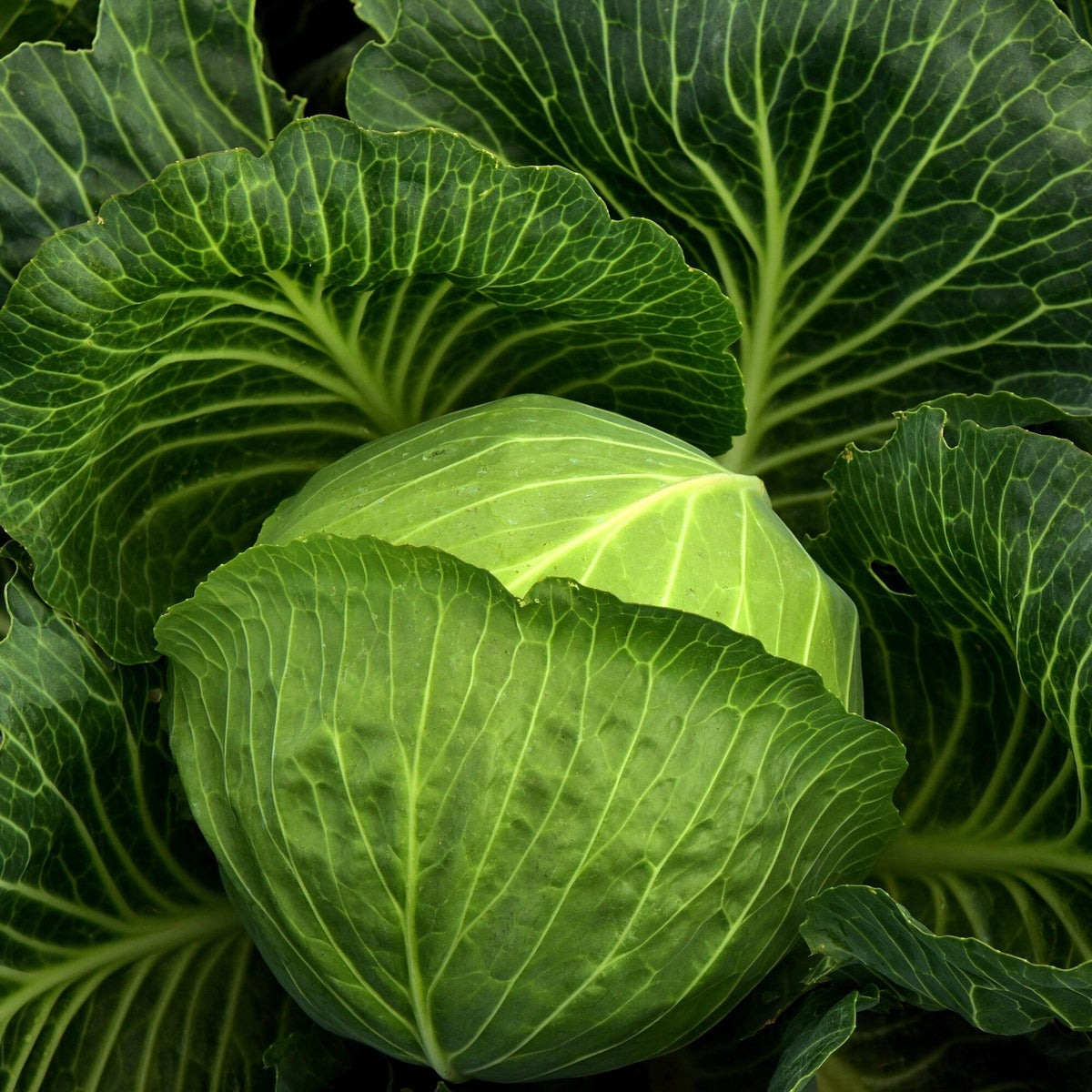 Tropic Giant cabbage seeds heirloom Non GMO for organic gardening
