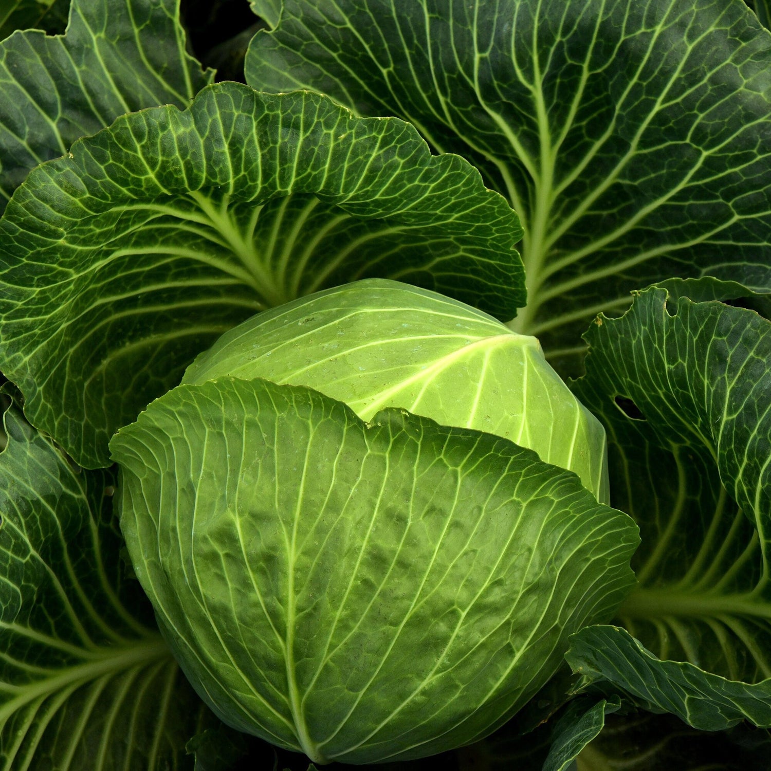 Tropic Giant cabbage seeds heirloom Non GMO for organic gardening