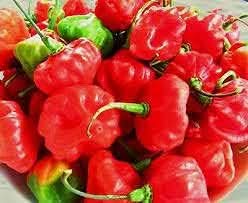 Warm-season Cachucha pepper seeds ideal for home growers