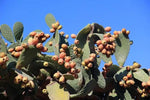 Fresh Kaktusfeige Flower Seeds for Planting - NON GMO Seeds Dhara Seeds
