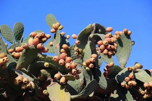 Fresh Kaktusfeige Flower Seeds for Planting - NON GMO Seeds Dhara Seeds