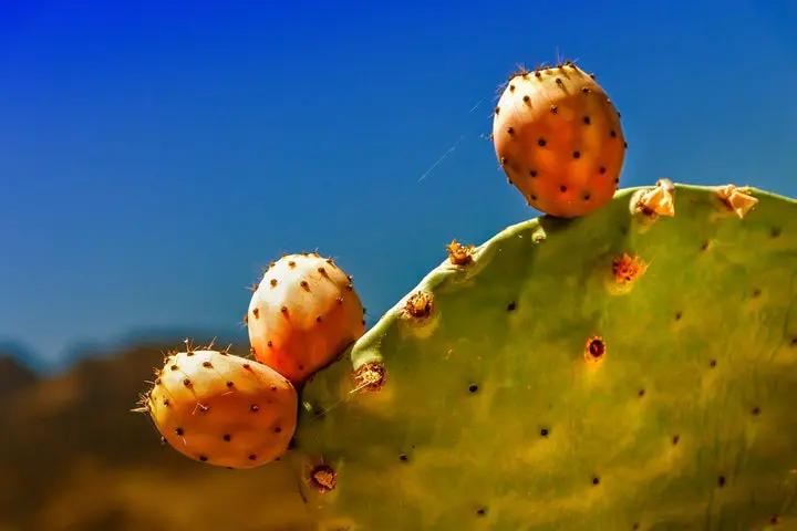 Fresh Kaktusfeige Flower Seeds for Planting - NON GMO Seeds Dhara Seeds