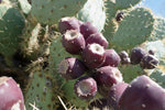 Fresh Kaktusfeige Flower Seeds for Planting - NON GMO Seeds Dhara Seeds