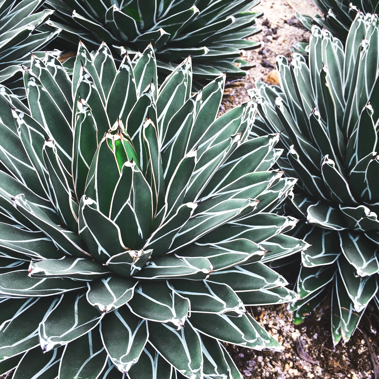 Green Agave Victoria Regina Planting Seeds for Garden NON GMO Seeds