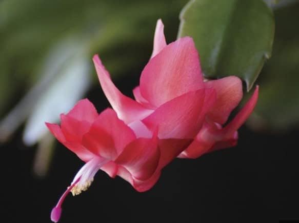 Cactus Schlumbergera Truncatus Zygocactus Bonsai Flower Seeds for Planting – Ideal for Indoor Bonsai and Holiday Decor - Dharaseeds
