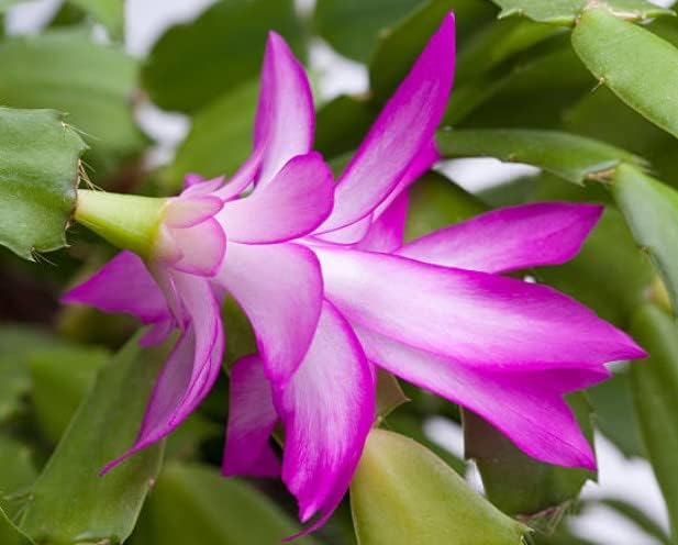 Cactus Schlumbergera Truncatus Zygocactus Bonsai Flower Seeds for Planting – Ideal for Indoor Bonsai and Holiday Decor - Dharaseeds