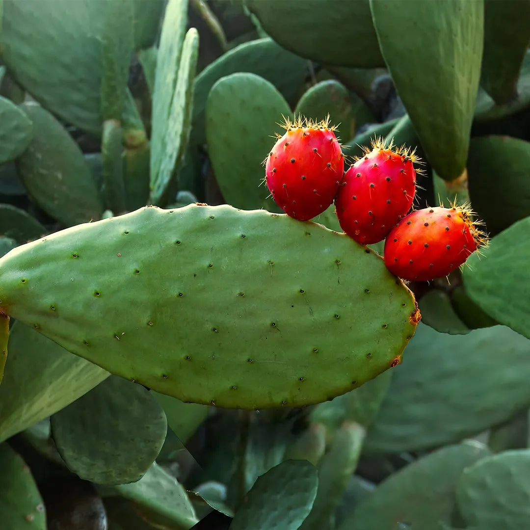 Cactus seeds for dry landscape planting