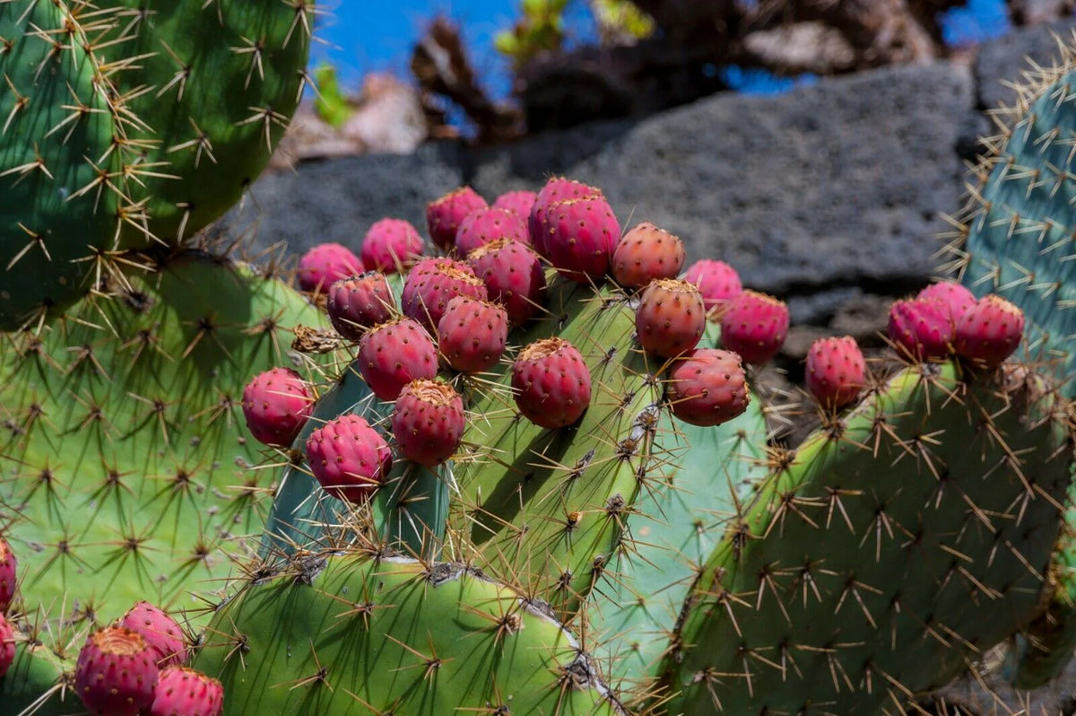 Cactus seeds for planting opuntia variety