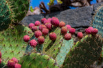 Cactus seeds for planting opuntia variety