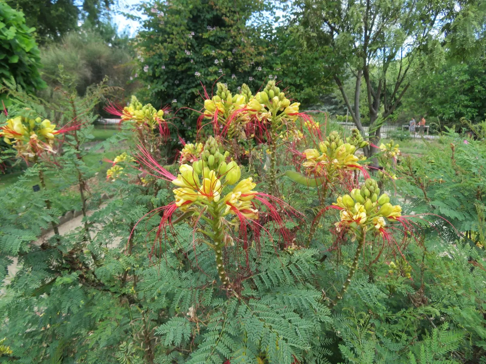 Caesalpinia Gilliesii Flower Seeds – Heirloom, Non-GMO Seeds for Planting Exotic Blooms Dhara Seeds