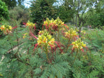 Caesalpinia Gilliesii Flower Seeds – Heirloom, Non-GMO Seeds for Planting Exotic Blooms for planting in home garden