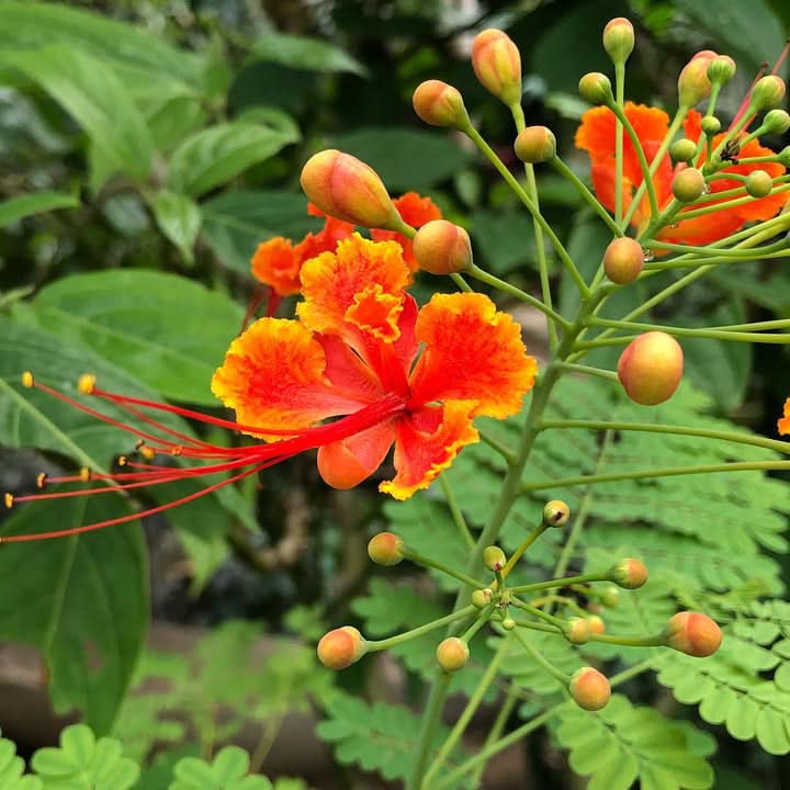 Caesalpinia Flower Seeds for Planting