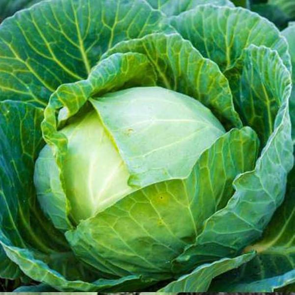 Cool season Cairo cabbage seeds for home vegetable gardens