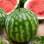 Cal Sweet Bush Watermelon Seeds compact variety for small gardens