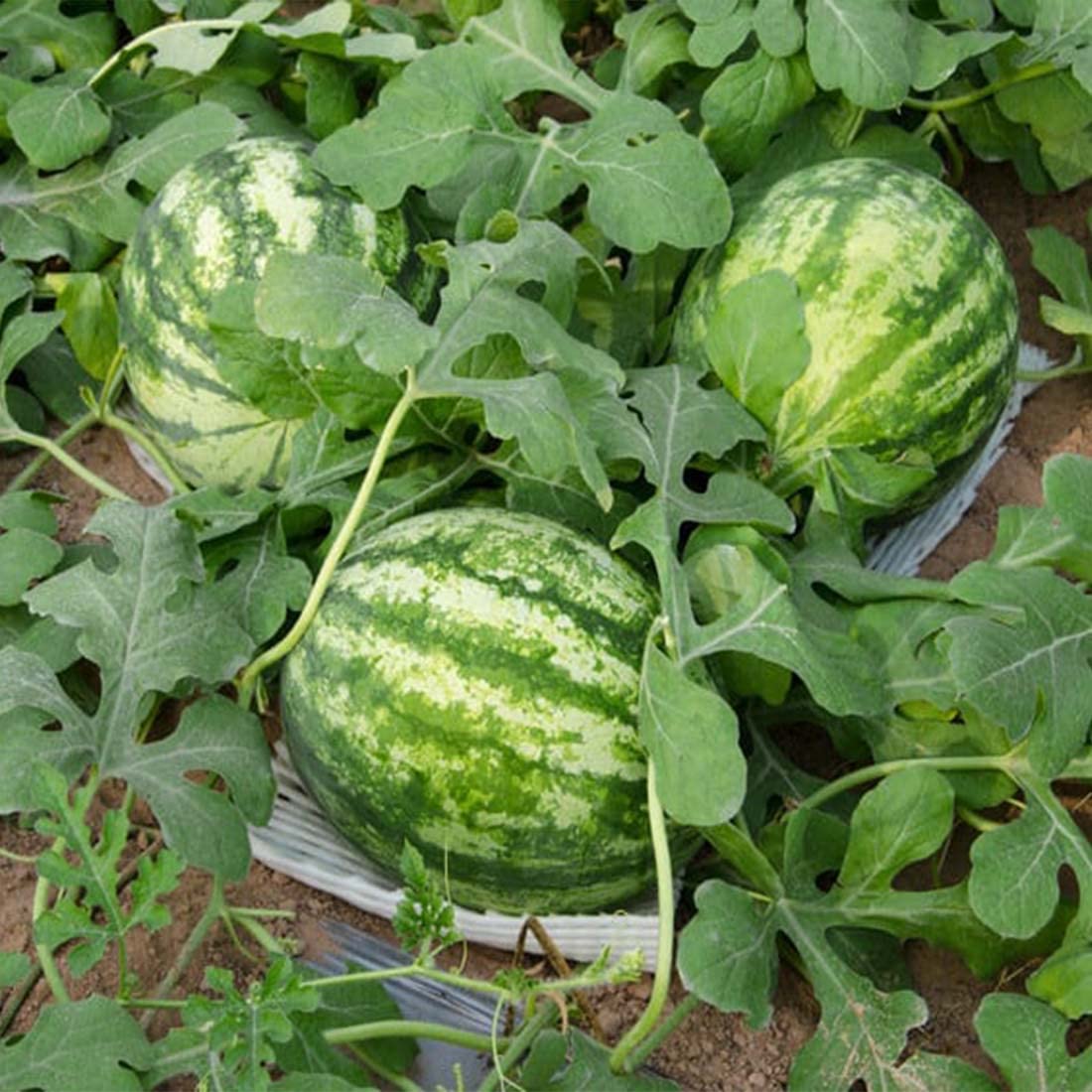 Cal Sweet Bush Watermelon Seeds for planting in home gardens