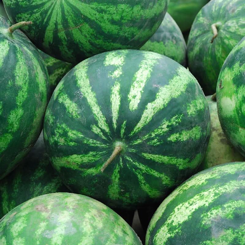Cal Sweet Watermelon seeds high-yield variety for planting