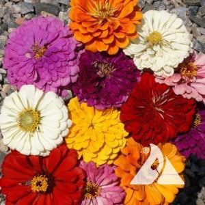 mixed colors of California Giant zinnia blooming in bed

