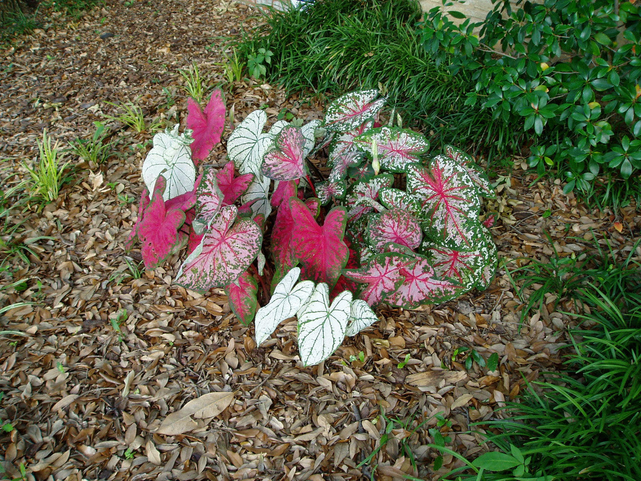 Caladium Bulbs - Sun Tolerant Collection