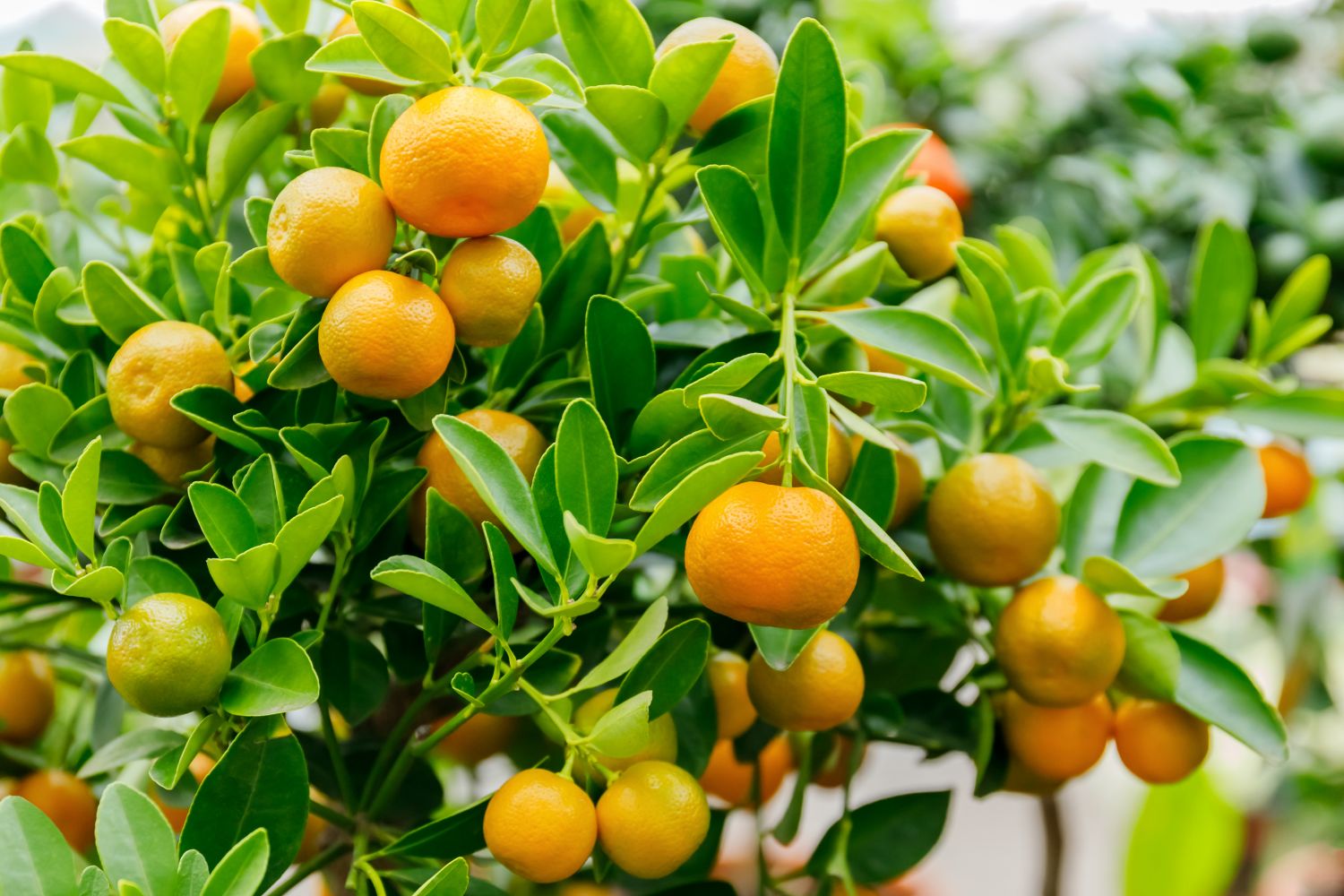 Calamondin Tree Seeds (Citrus × microcarpa)