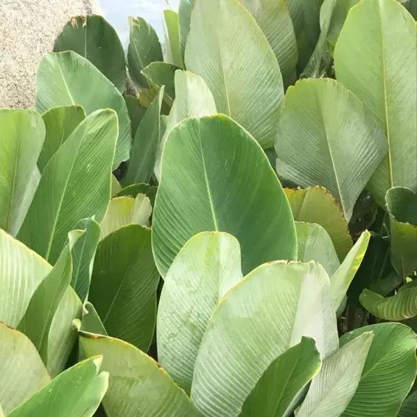 "non-gmo-calathea-lutea-mexican-cigar-tropical-plant-seeds"

