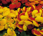 Calceolaria Pelleted heirloom non-gmo garden seeds