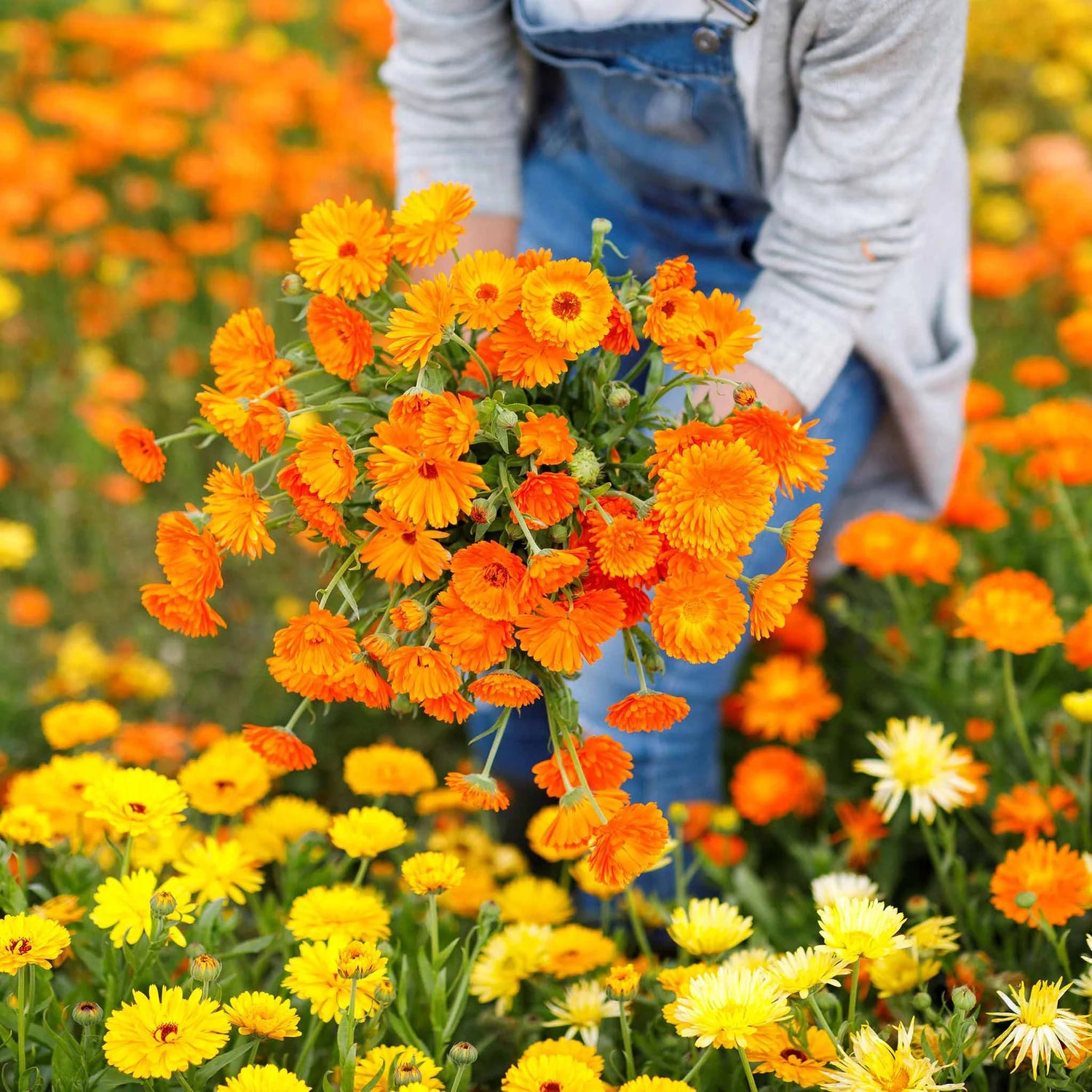 Calendula Seeds - Kablouna Mix