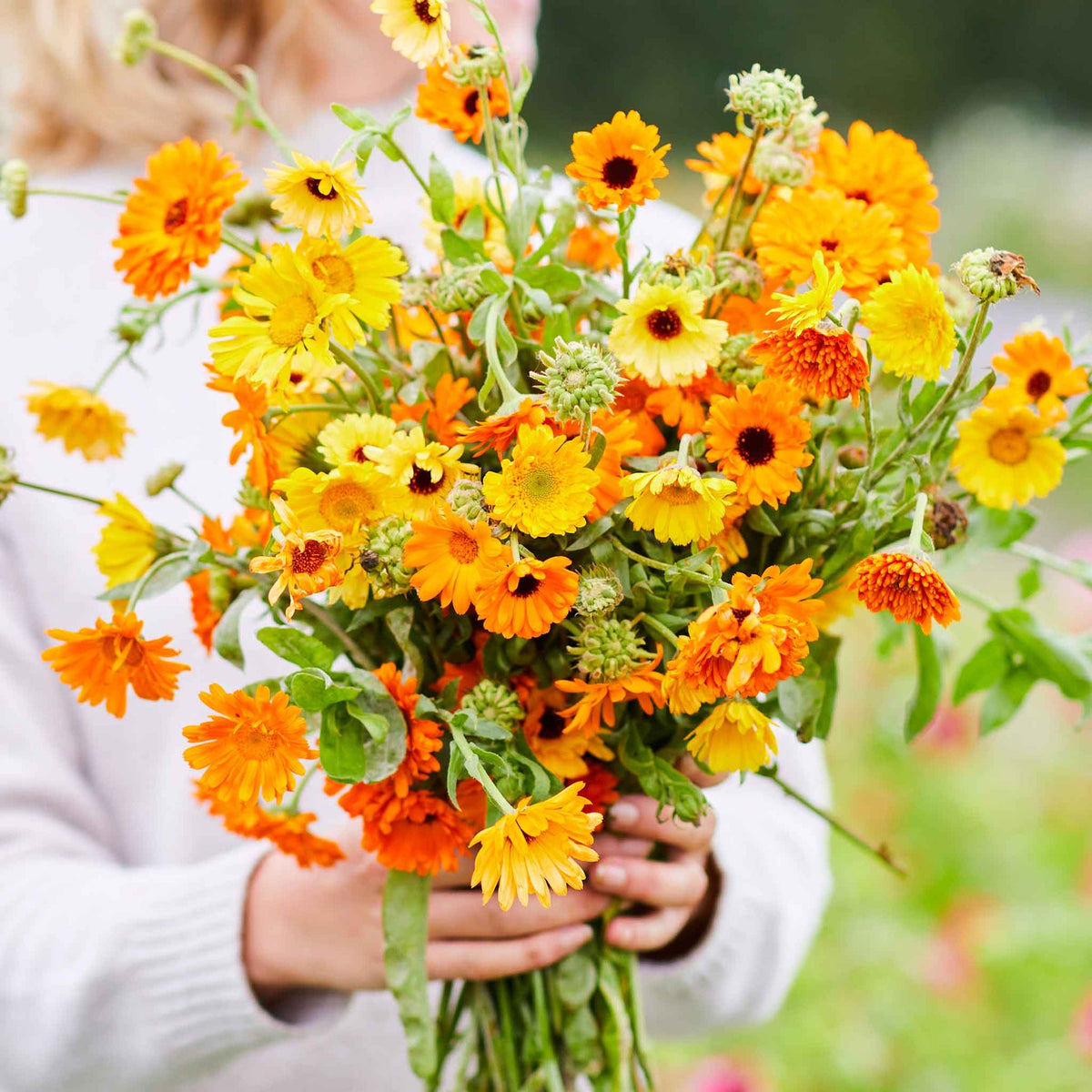 flowers high quality flower seeds for growing vibrant and colorful blooms in home gardens and landscapes organic flowers premium organic flower seeds for sustainable gardening and beautiful blossoms suitable for all climates