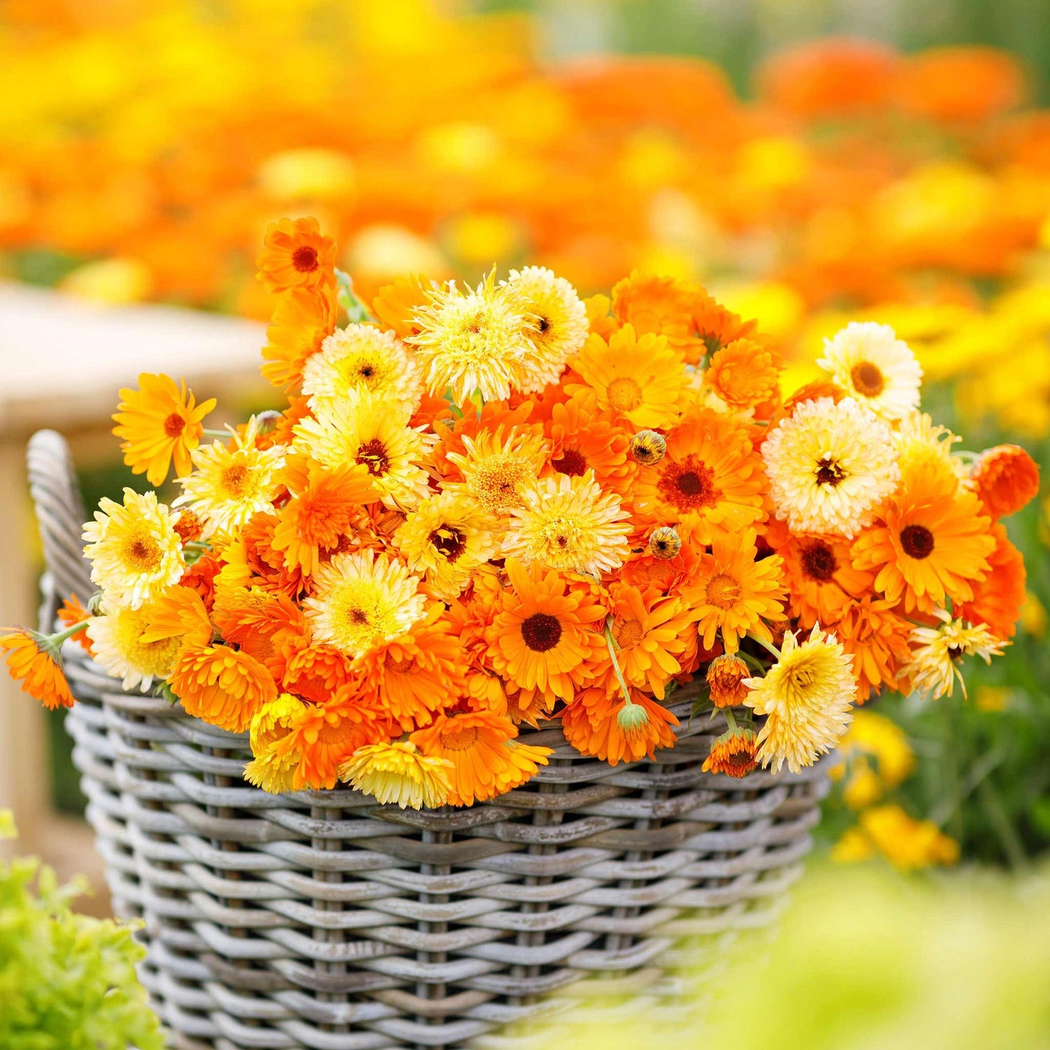 Calendula Seeds - Pacific Beauty Mix