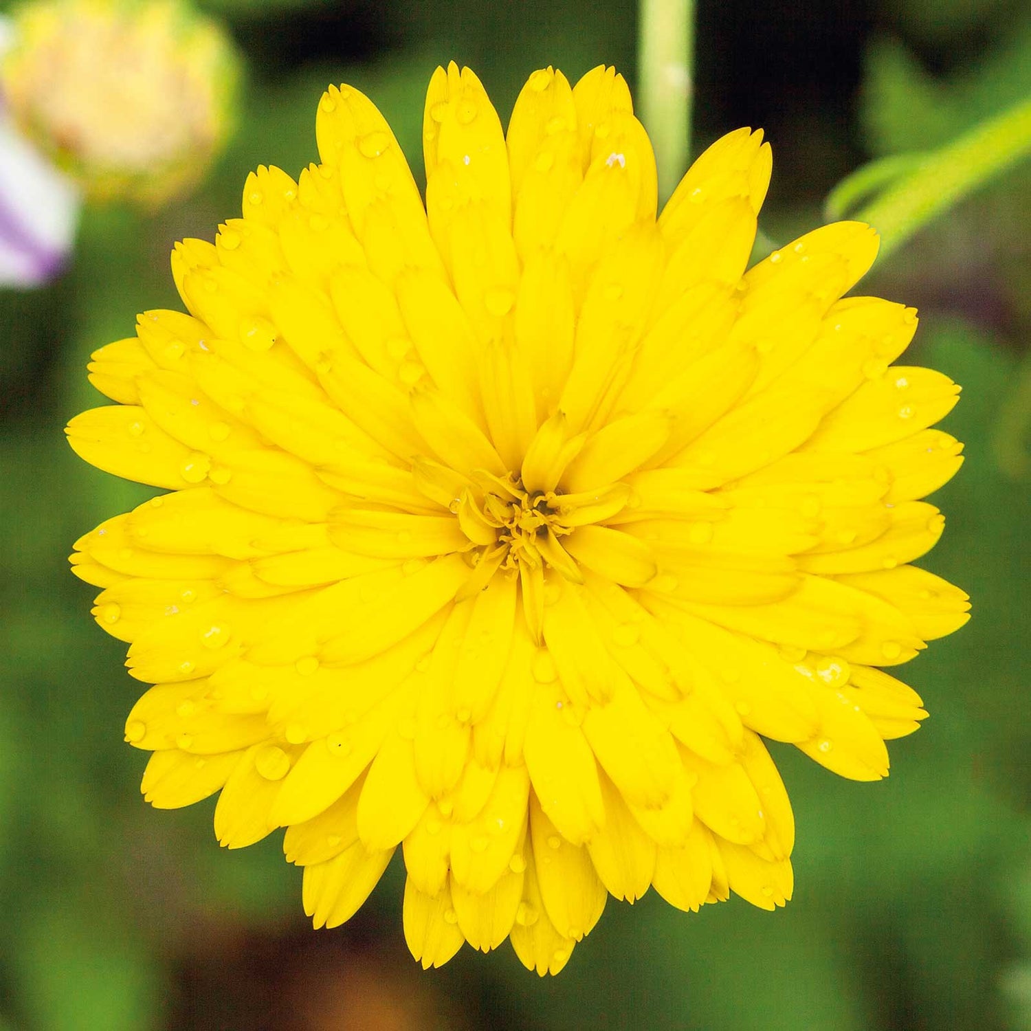 Calendula Seeds - Pacific Beauty Yellow