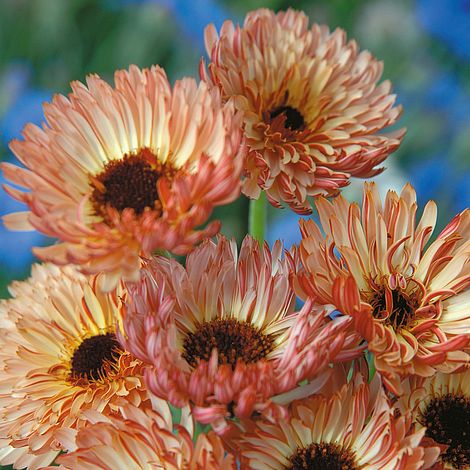 Calendula Sherbet Fizz Imported heirloom non-gmo garden seeds
