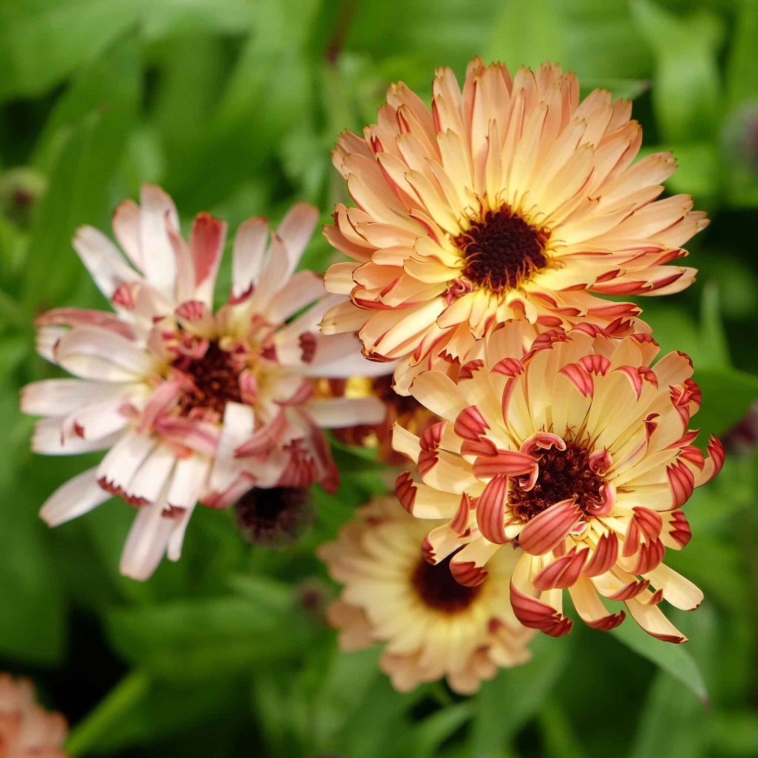 Calendula Seeds - Sunset Buff