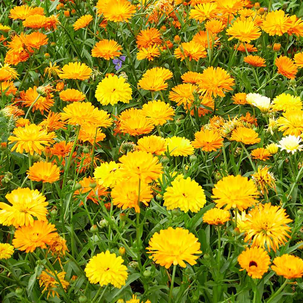 Calendula Fruit Twist Vibrant Bloom Flower Seeds