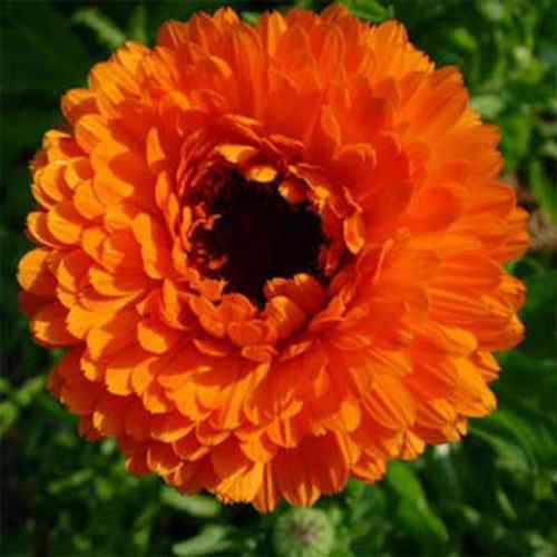 Calendula Geisha Girl Orange Petal Flower Seeds