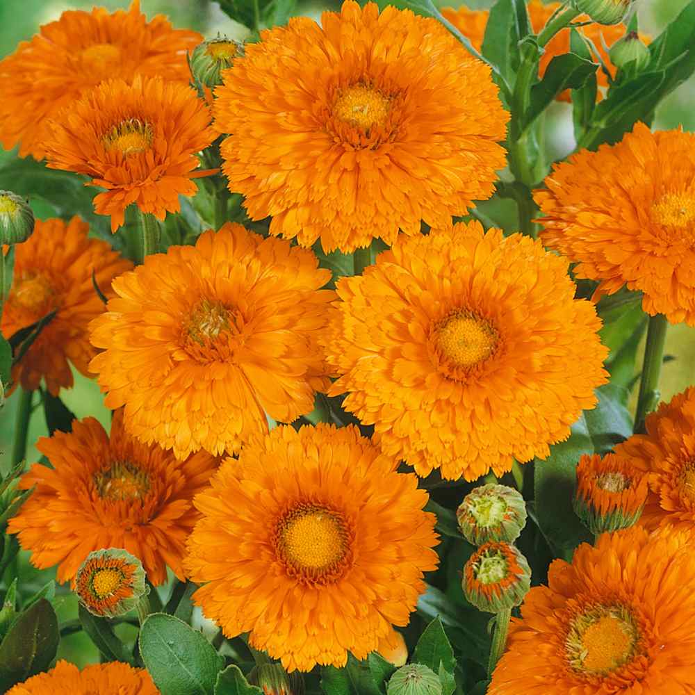 Calendula Geisha Girl Orange Petal Flower Seeds