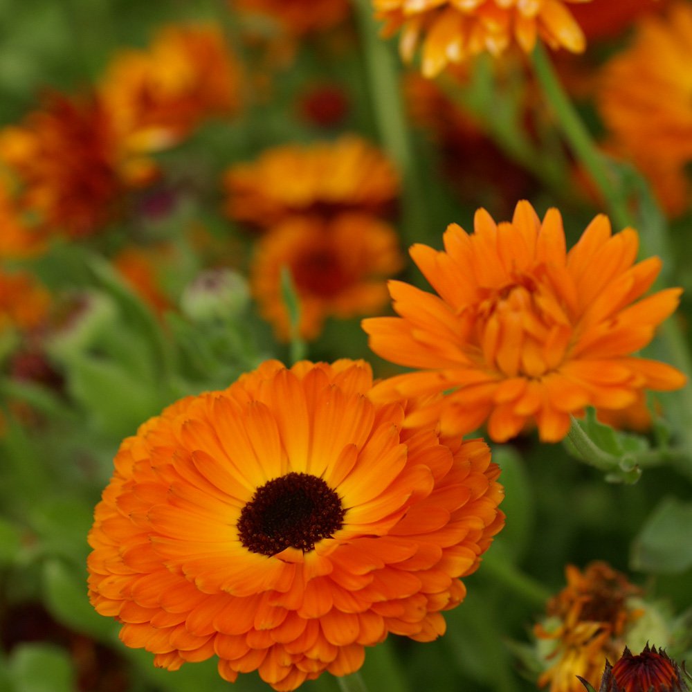 Calendula Geisha Girl Orange Petal Flower Seeds