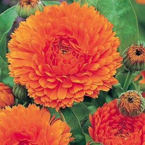 Calendula Orange King Deep Orange Flower Seeds