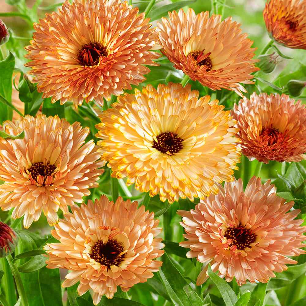 Calendula Orange Flash Vibrant Bloom Flower Seeds