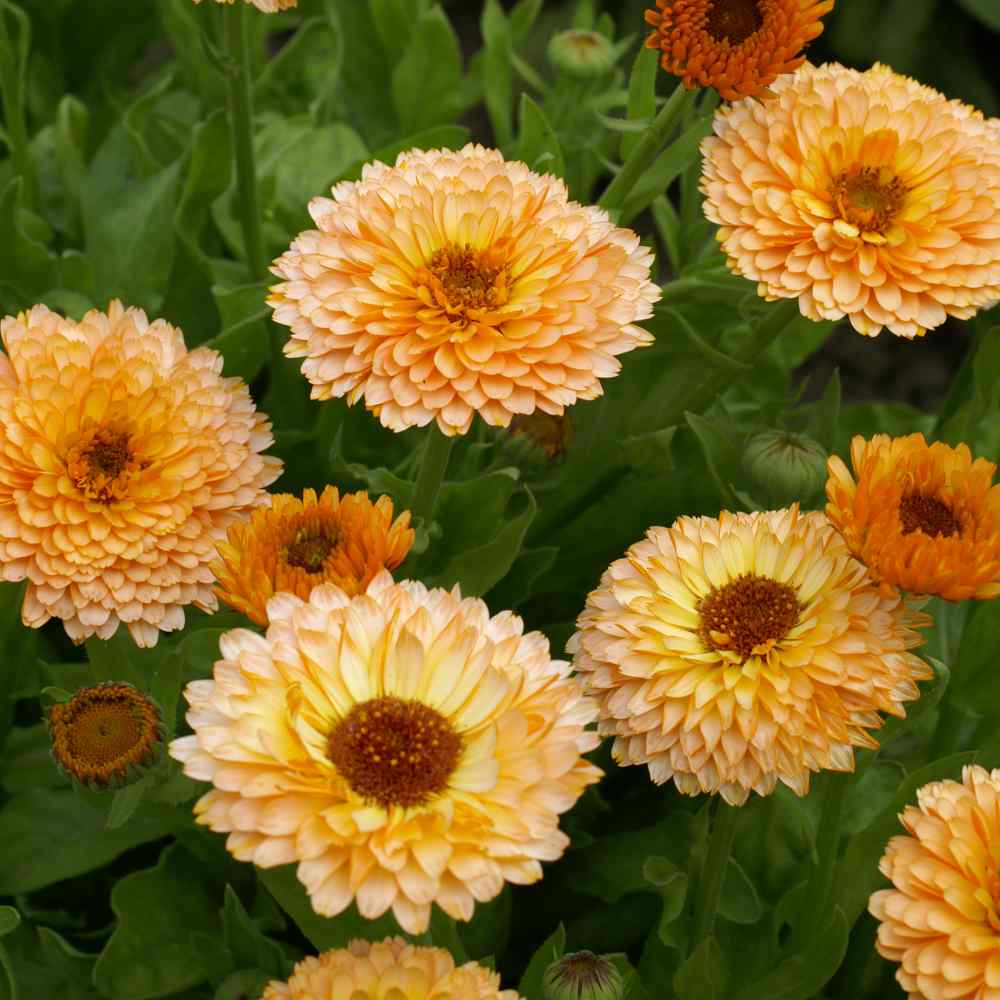 Calendula Pink Surprise Unique Shade Flower Seeds