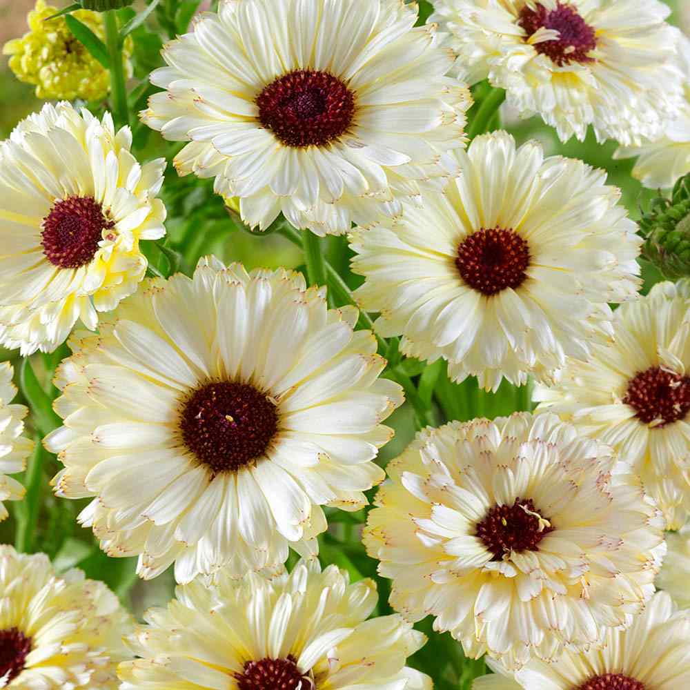 Calendula Snow Princess White Bloom Flower Seeds