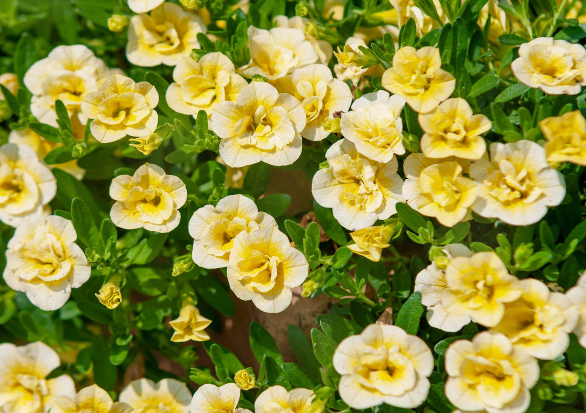 Japanese Geranium Seeds - Thunbergii Yellow Flowering Seeds for ...