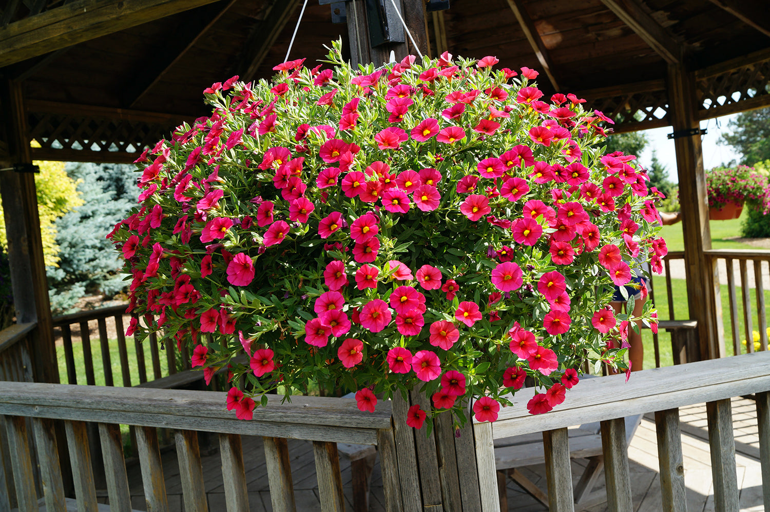 Cherry Calibrachoa