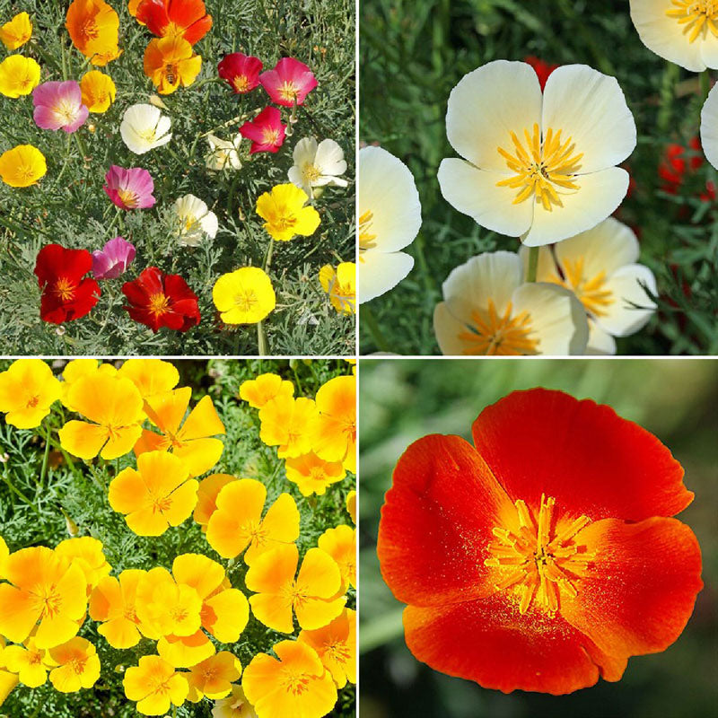 flowers high quality flower seeds for growing vibrant and colorful blooms in home gardens and landscapes organic flowers premium organic flower seeds for sustainable gardening and beautiful blossoms suitable for all climates