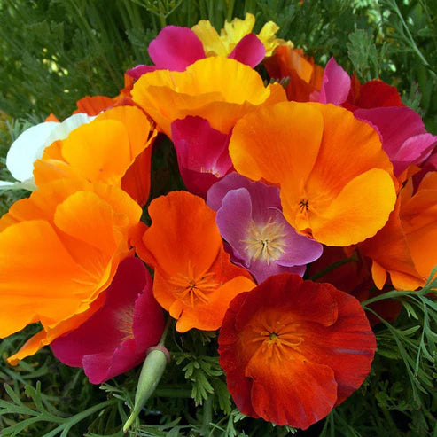 California Dreaming - California Poppy Flower Seed Mix