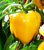 California Golden Bell pepper Capsicum annuum seeds for planting in sunny gardens - Dharaseeds
