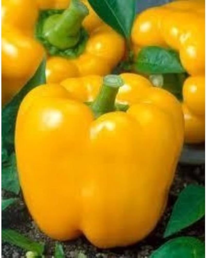California Golden Bell pepper Capsicum annuum seeds for planting in sunny gardens - Dharaseeds