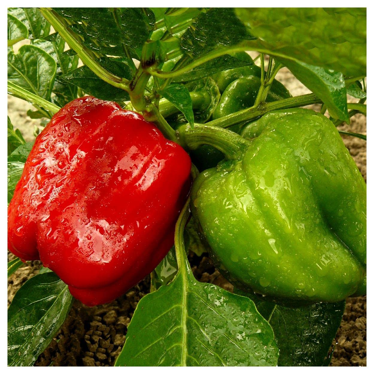 California Wonder green sweet pepper seeds for planting crisp bell peppers - Dharaseeds