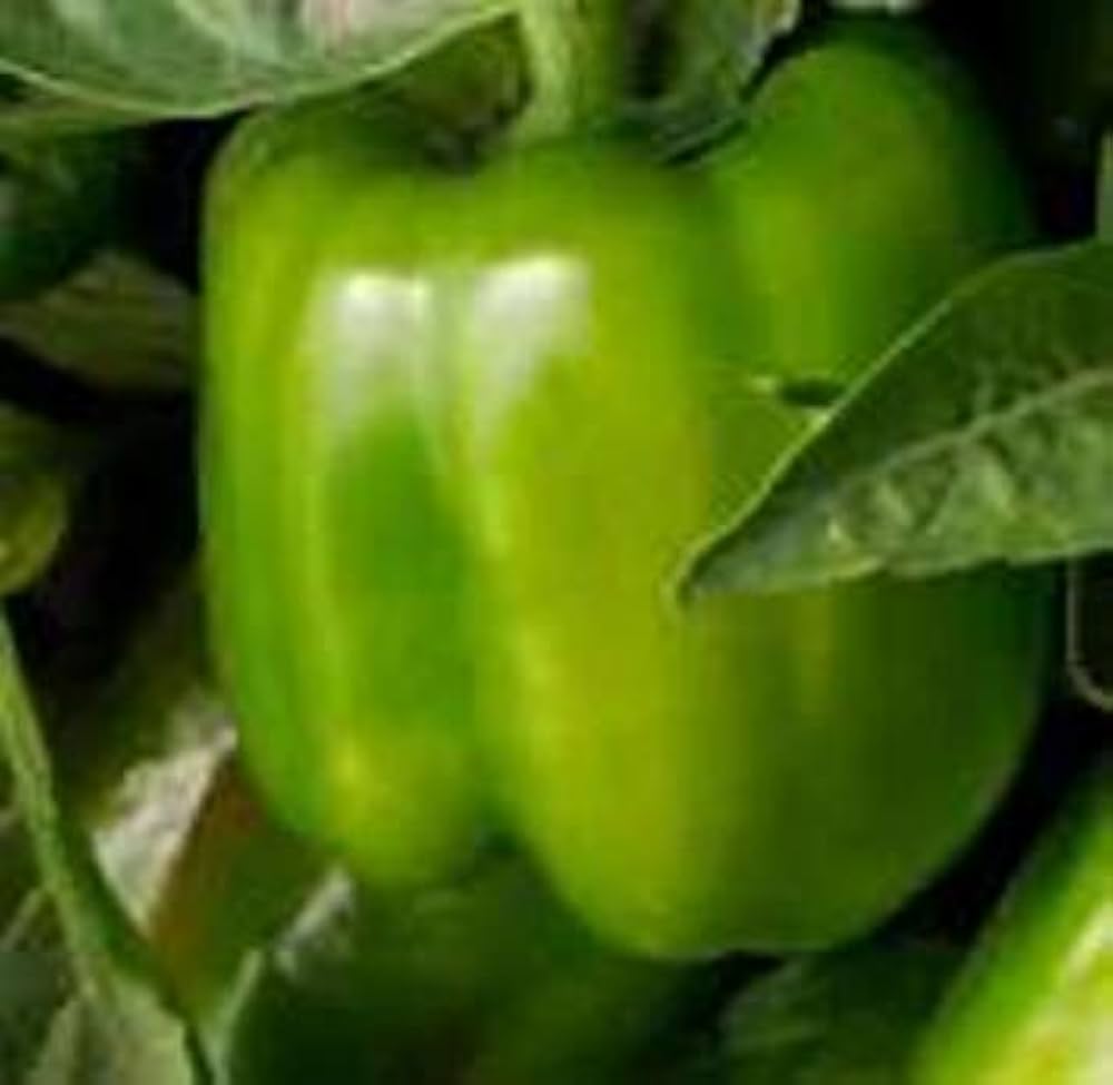 California Wonder green sweet pepper seeds for planting crisp bell peppers - Dharaseeds
