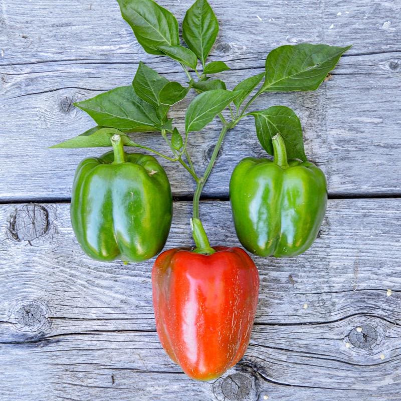 Pepper Capsicum annuum California Wonder vegetable seeds for planting in home garden or container pots