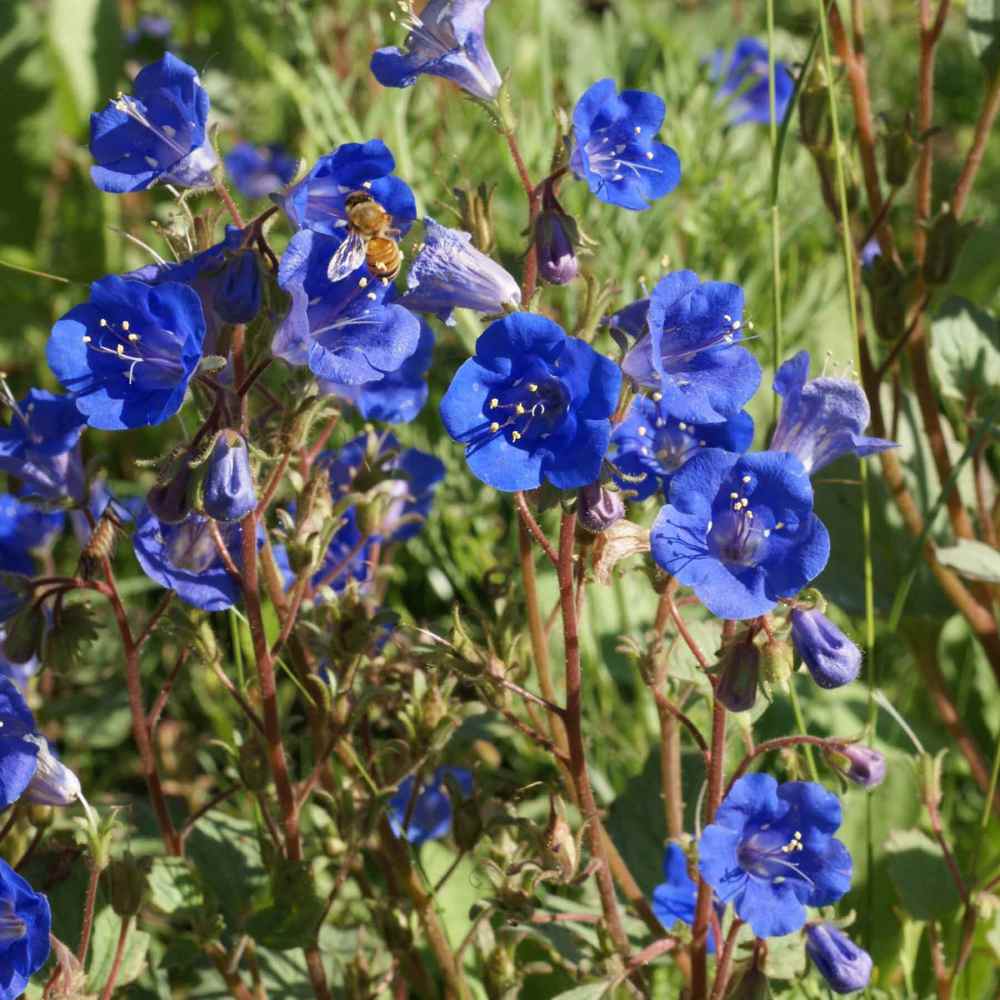 California Bluebell Drought-Tolerant Flower Seeds